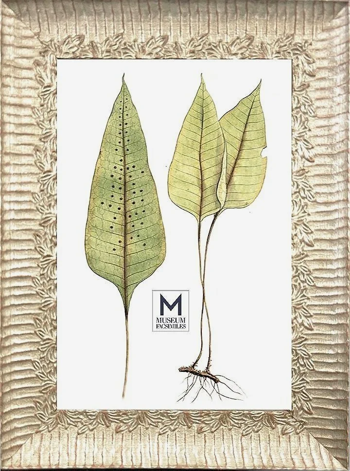 Silver Leaf French Country Picture Frames — silver ornate picture